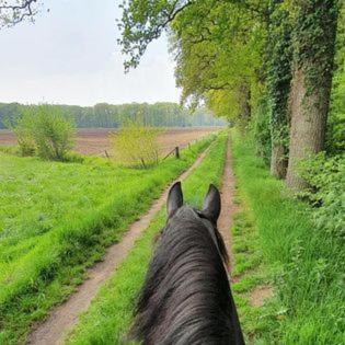 Luxe Gastenkamer Met Living En Keuken Bij Friezen Paarden Stal Pellendijk Westendorp Kültér fotó