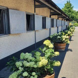 Luxe Gastenkamer Met Living En Keuken Bij Friezen Paarden Stal Pellendijk Westendorp Kültér fotó