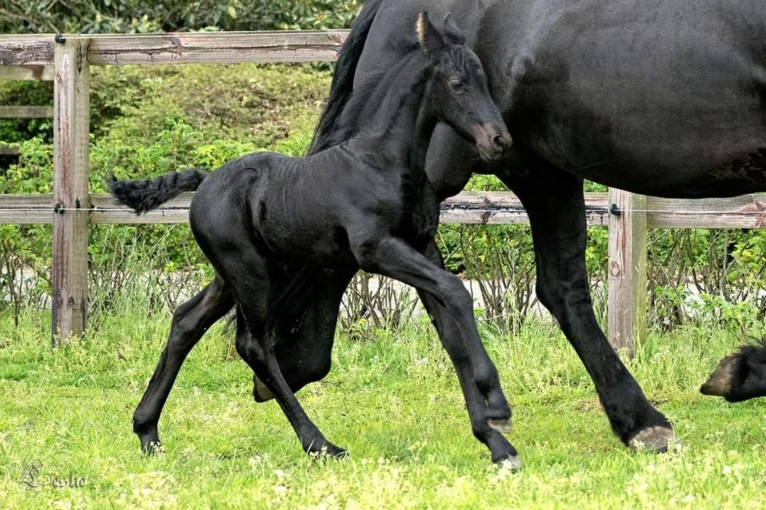 Luxe Gastenkamer Met Living En Keuken Bij Friezen Paarden Stal Pellendijk Westendorp Kültér fotó